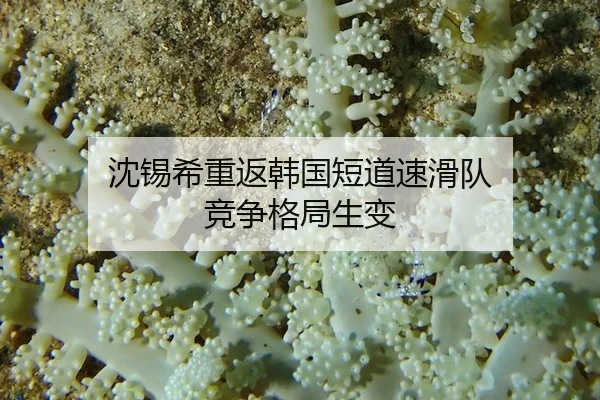 沈锡希重返韩国短道速滑队 竞争格局生变